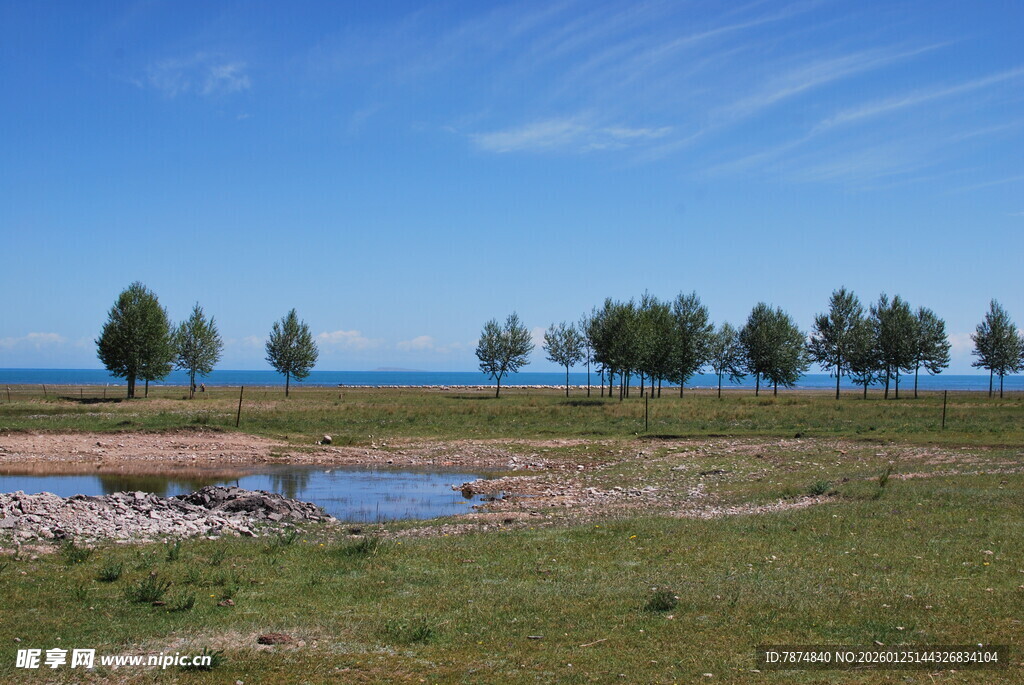 草原湖畔的树木风景