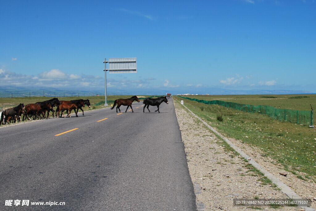 公路上牛群悠然漫步