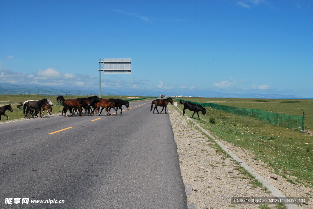 草原公路上的马群景象