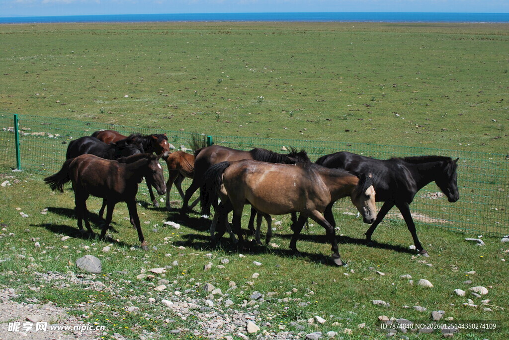 草原上的马群悠然漫步