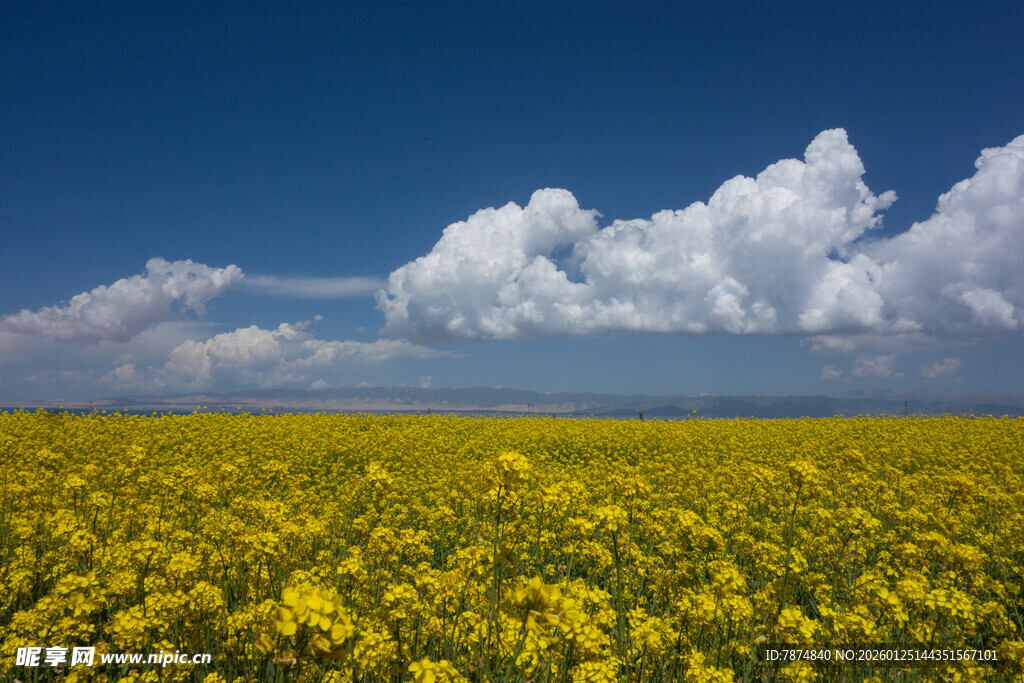 金黄油菜花海蓝天白云景
