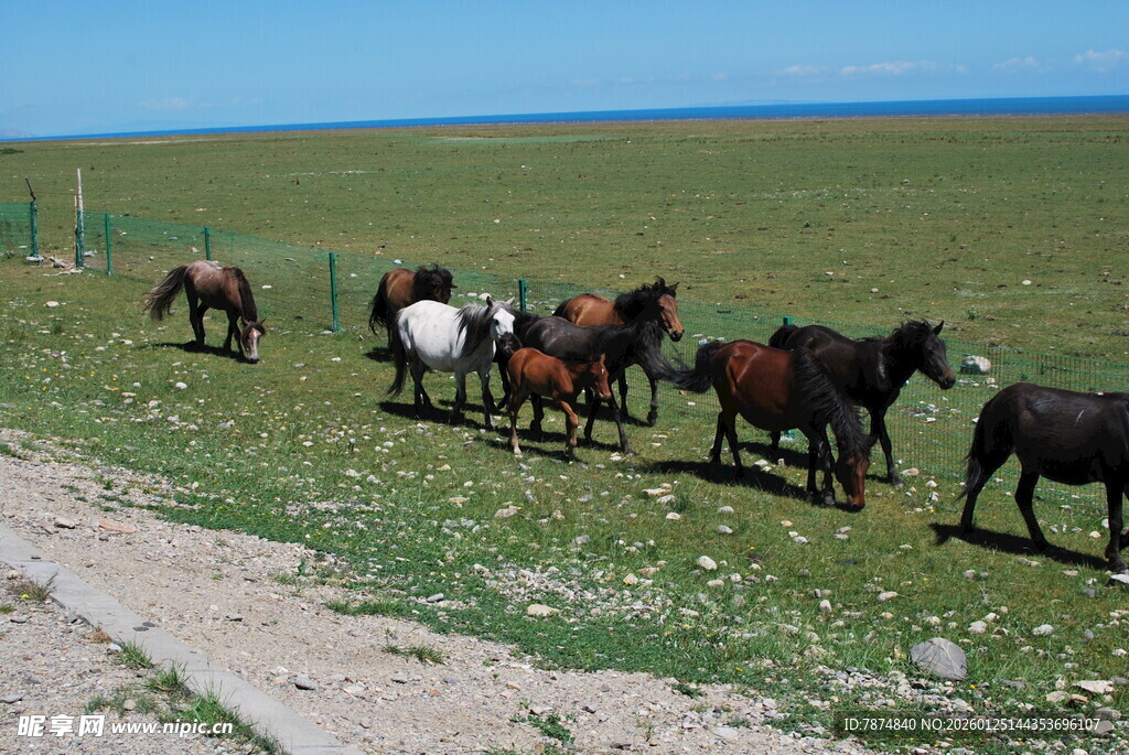 草原上的马群自由漫步
