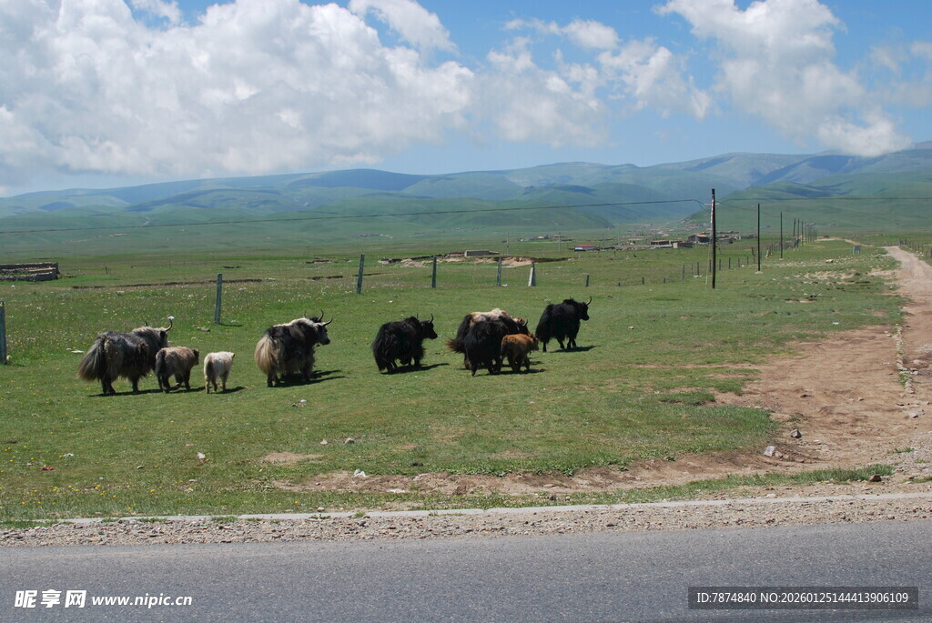 草原路边的牛群