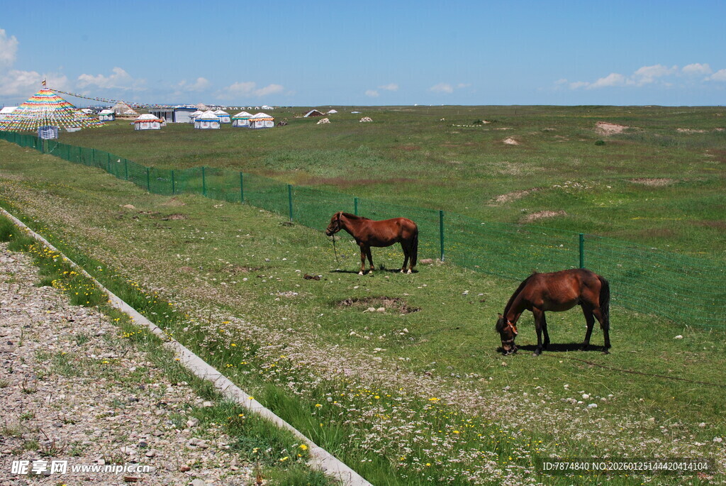 草原上的两匹马