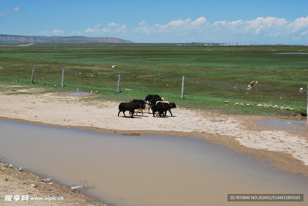 草原边水坑旁的黑色牛群