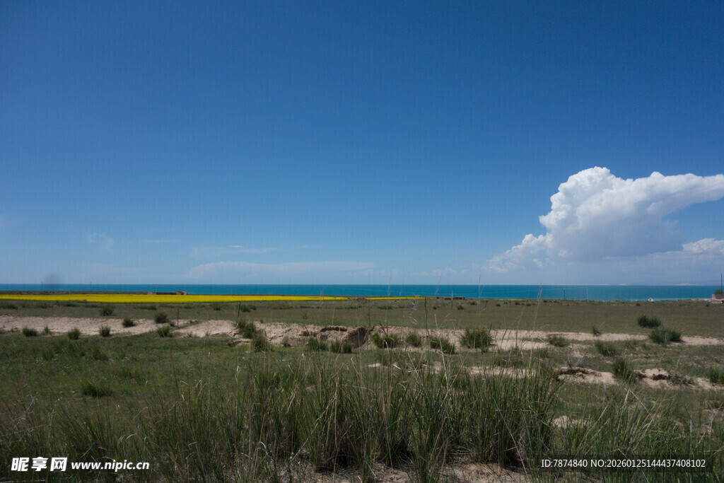 青海湖草原风光美景