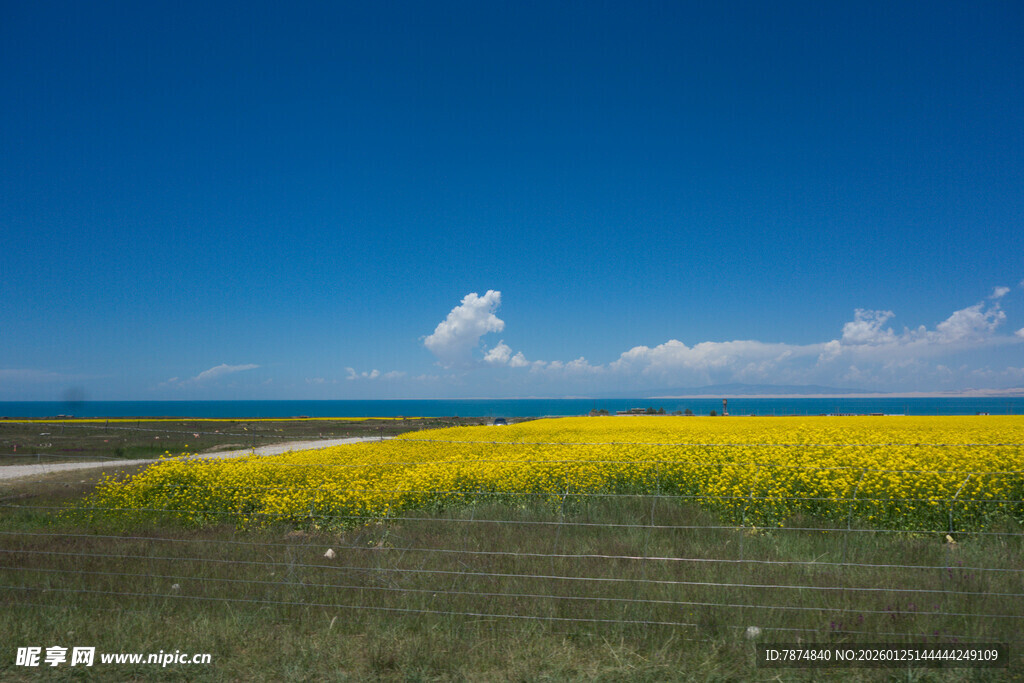 金黄花海与蓝天相映成趣