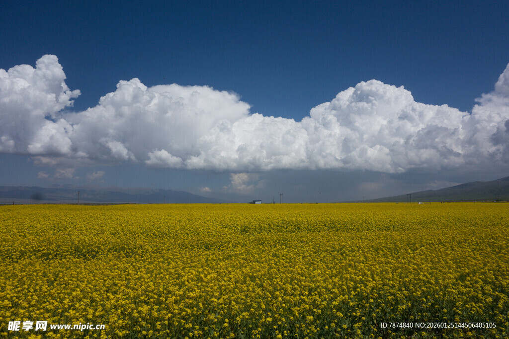 金黄花海与蓝天白云美景