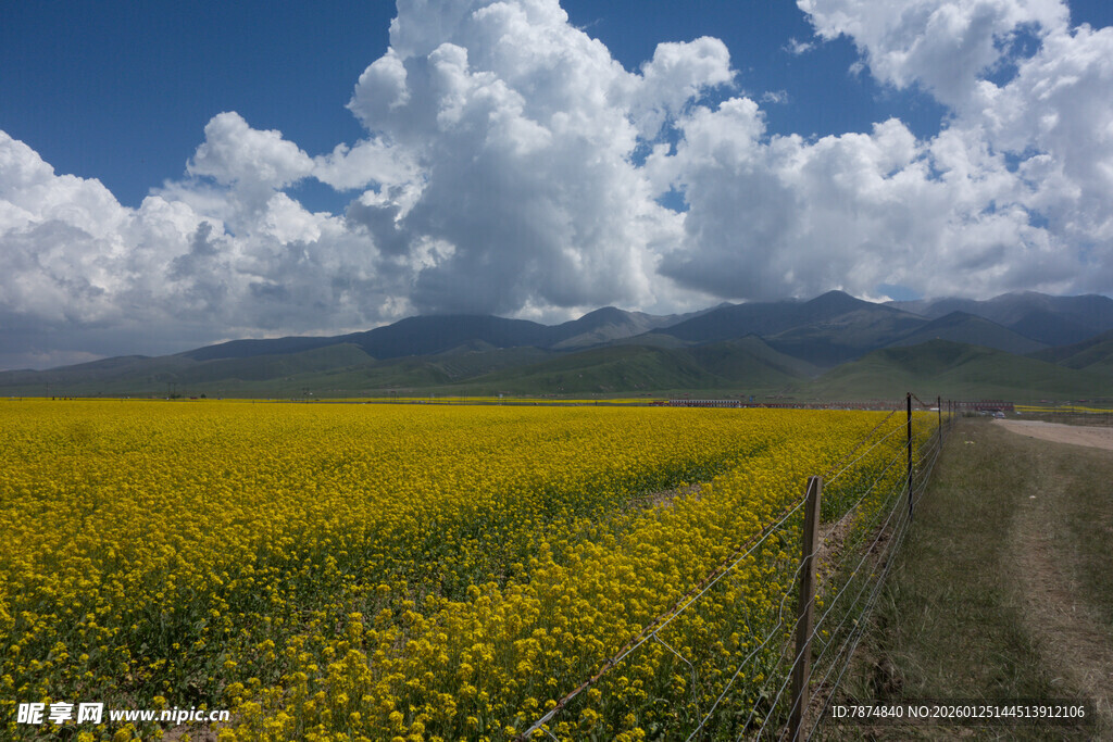 金黄花海与蓝天白云美景