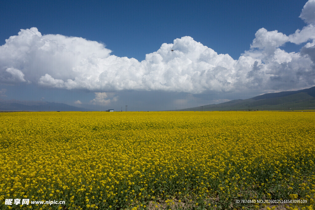 金黄花海与蓝天白云景观