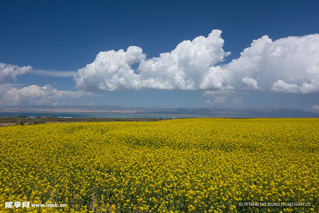 金黄油菜花田与蓝天白云