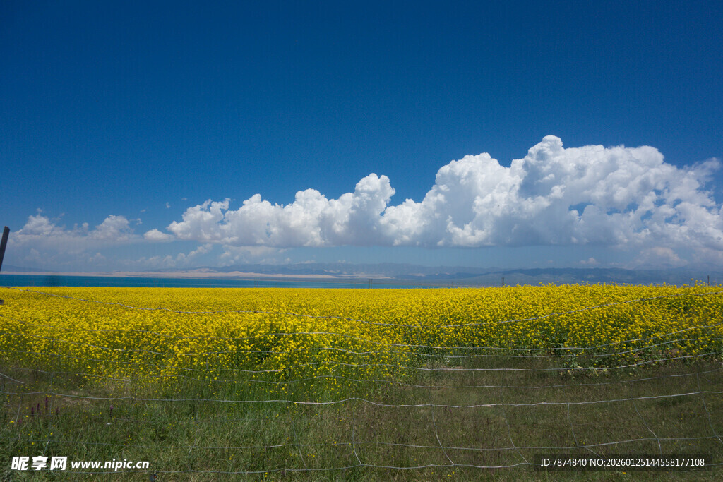 金黄田野与蓝天白云美景