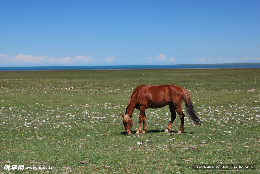 草原上的骏马在悠闲吃草