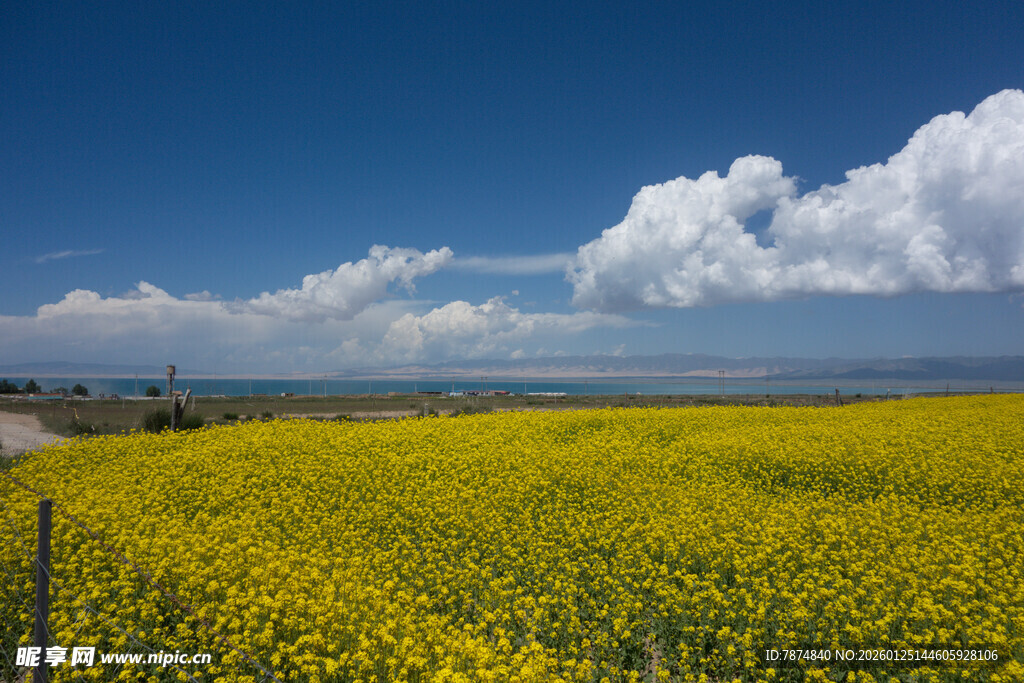 金黄油菜花海与蓝天白云