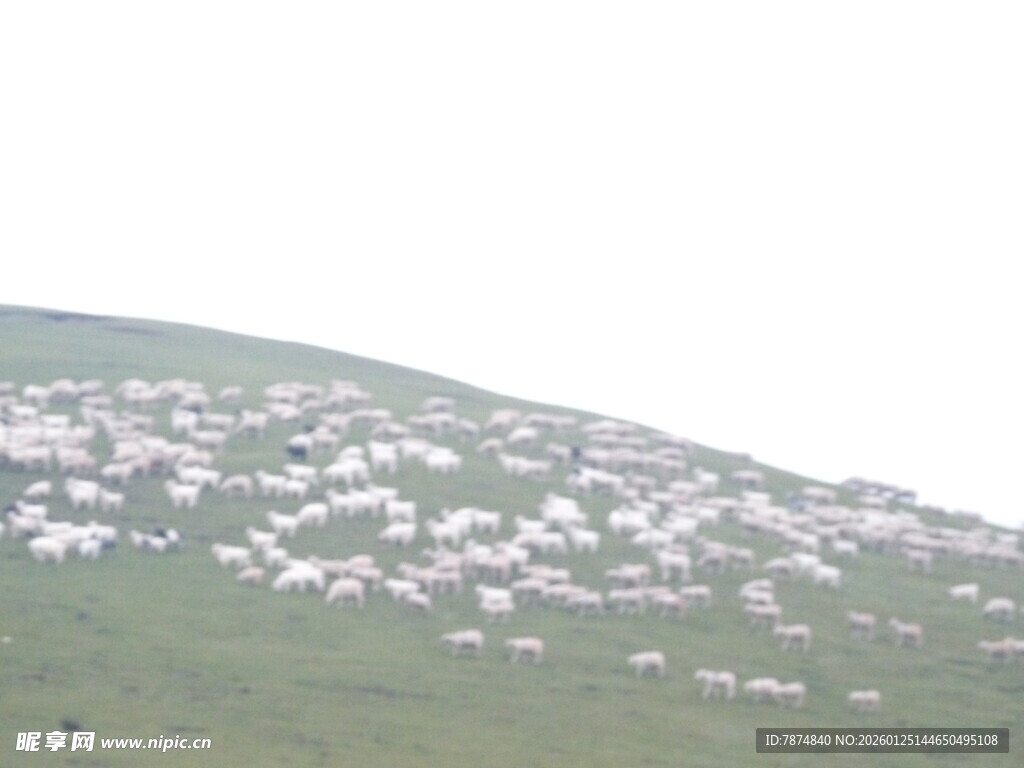 草原上的羊群