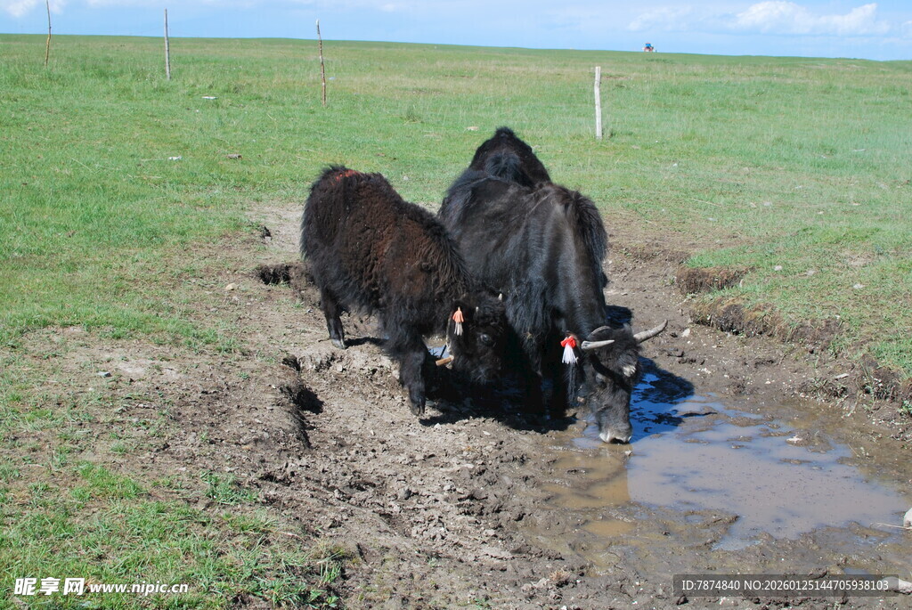 牛群在泥沼中艰难行进