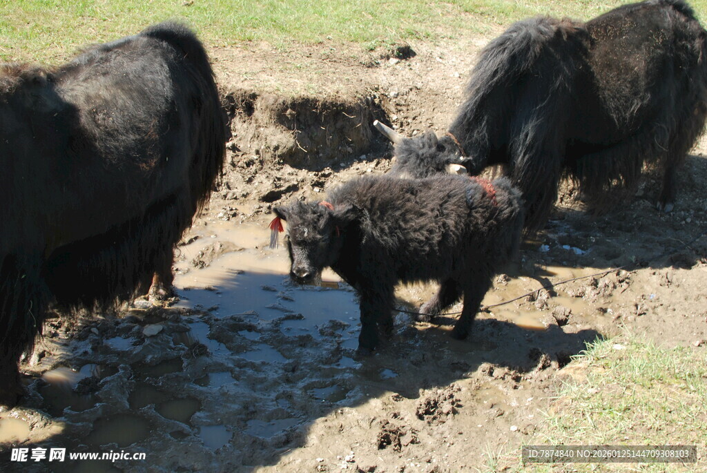 泥地中的几头黑猪