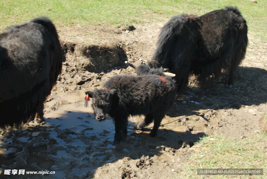 草原上的牦牛群