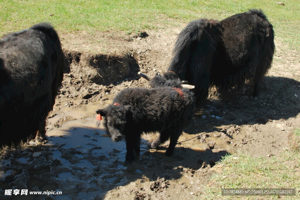 草原上的牦牛群