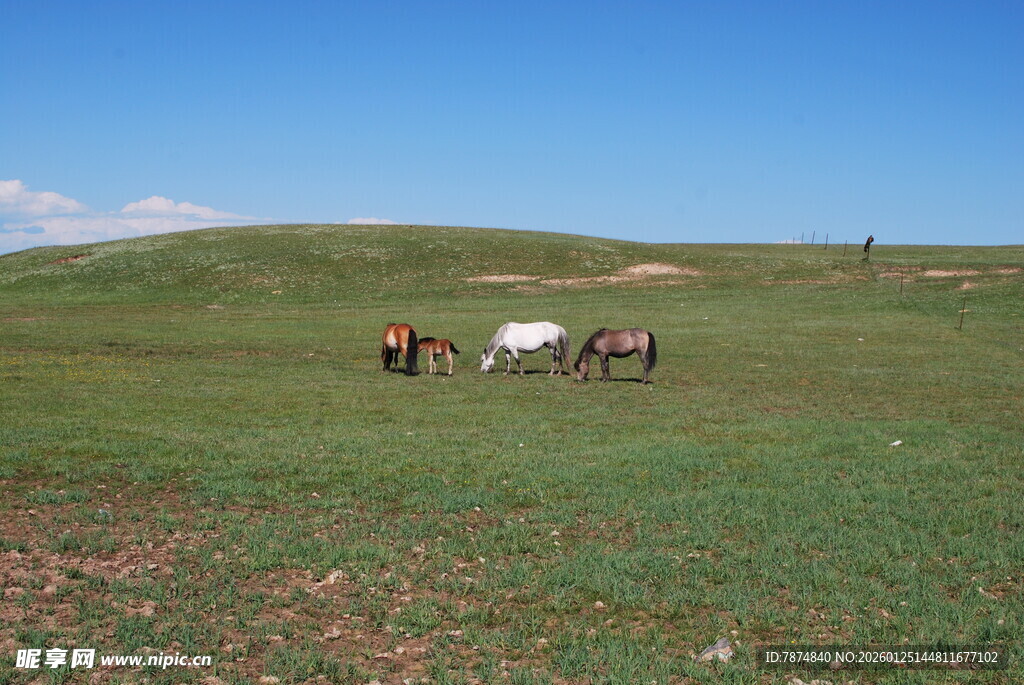 草原上的马群