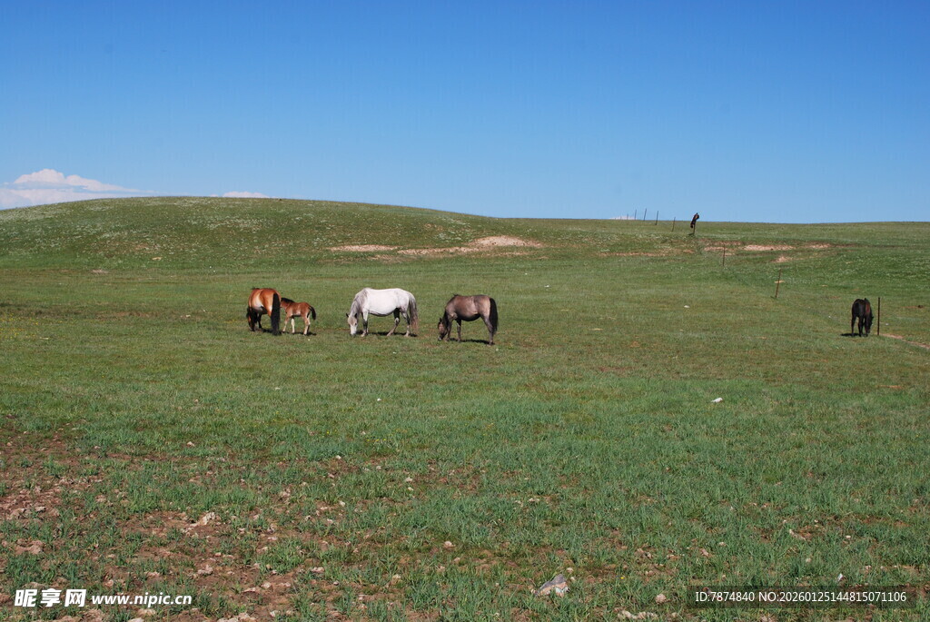 草原上的马群与牧人