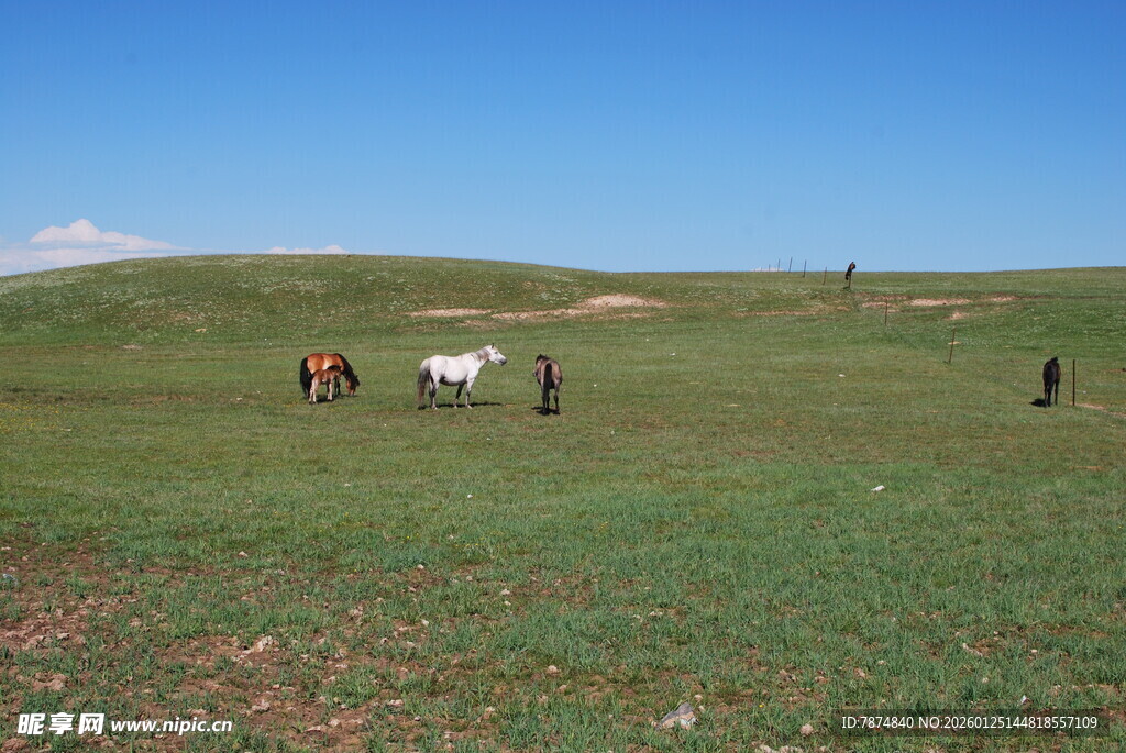 草原上的人马景象