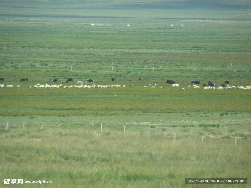 草原上的畜群