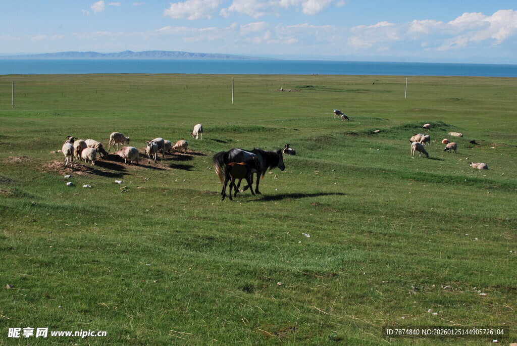 草原上悠闲的牛群