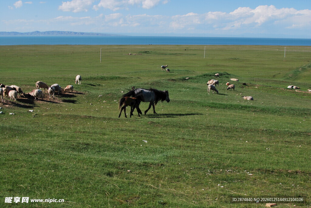 草原上的牛群与羊群
