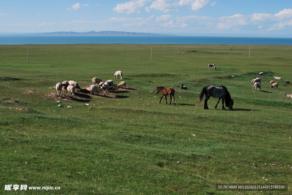 草原上的马群悠然吃草