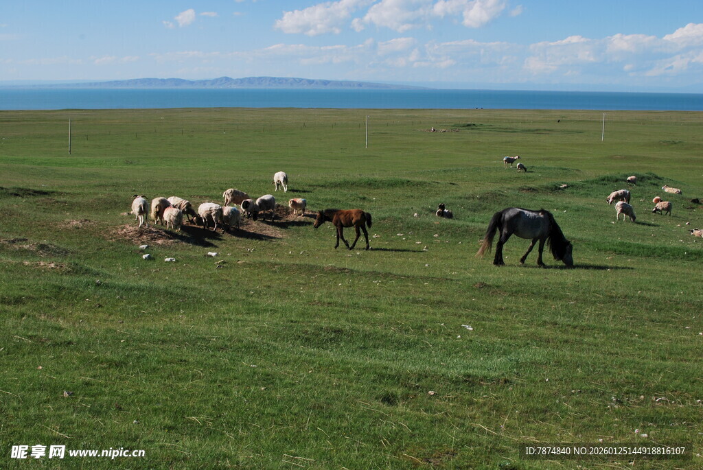草原上的马群悠然吃草