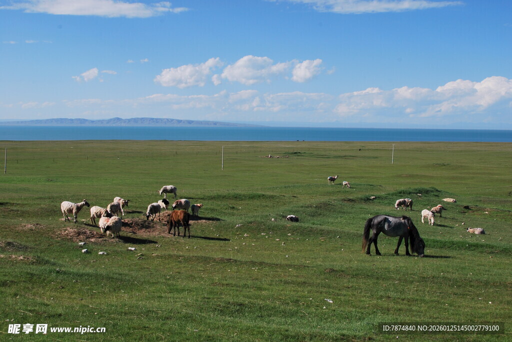 草原上的马群与放牧场景