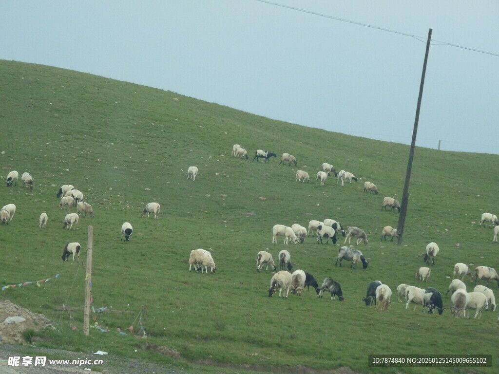 草原上的羊群
