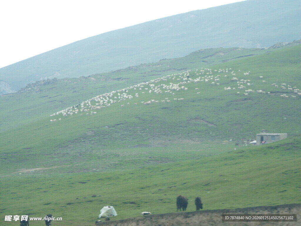 草原上的放牧景象