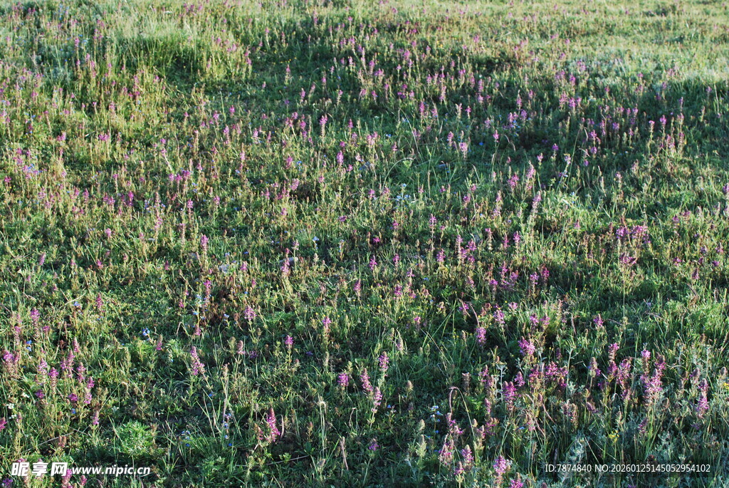 空中俯瞰多彩繁茂植物