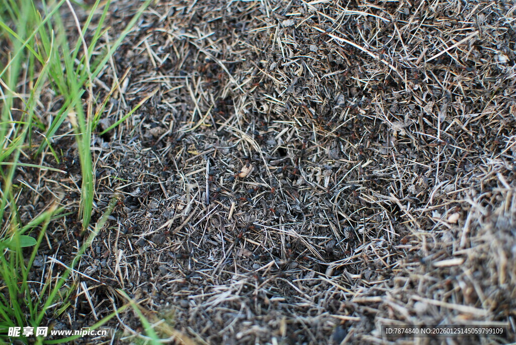 地面枯草与绿色植物景象