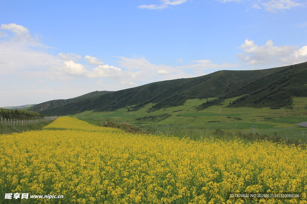 金黄油菜花海 远山蓝天
