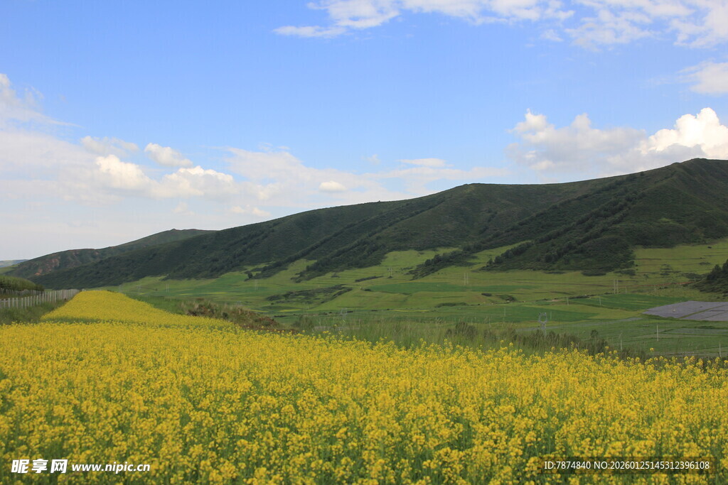 金黄花海与远山蓝天美景