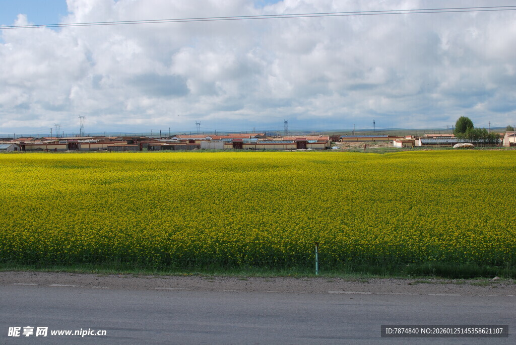 金黄稻田与蓝天白云美景