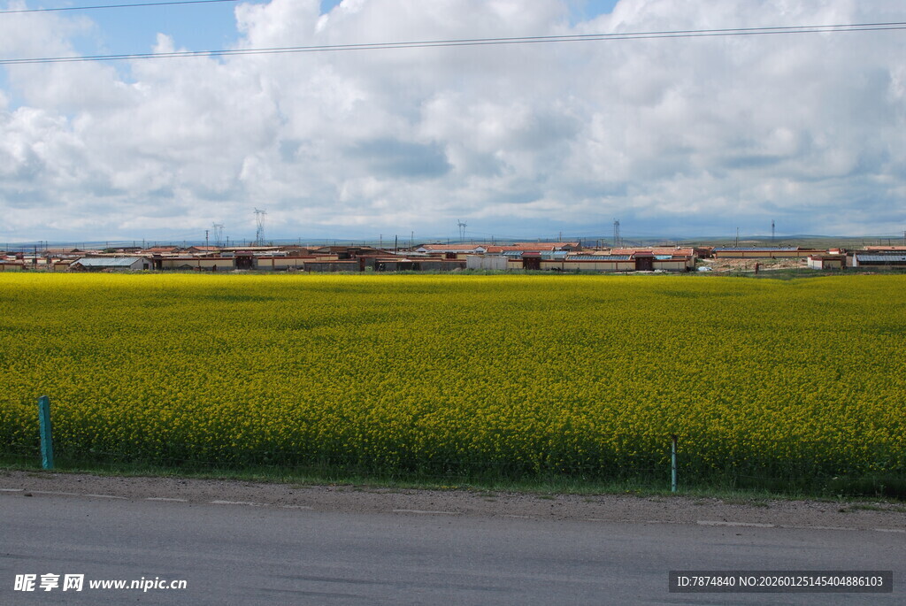 公路旁的大片金黄油菜花田