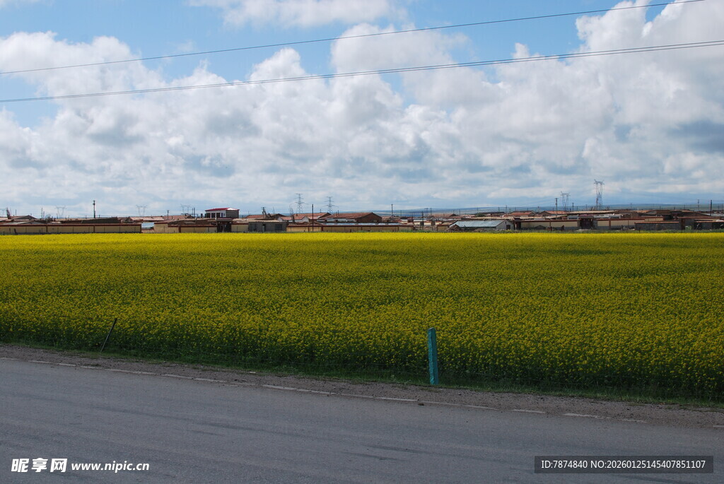 公路旁的广袤绿色田野