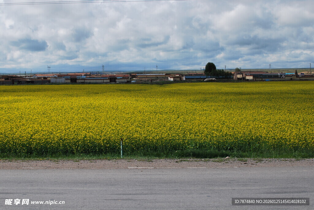 金黄油菜田与远方天空