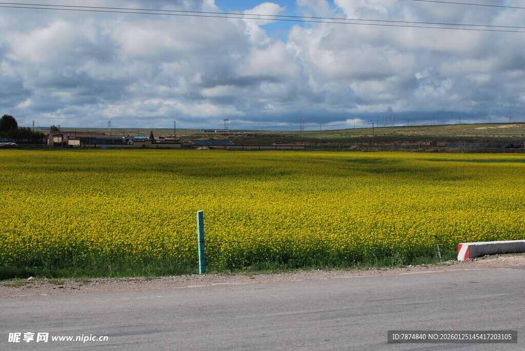 金黄油菜田旁的道路风景