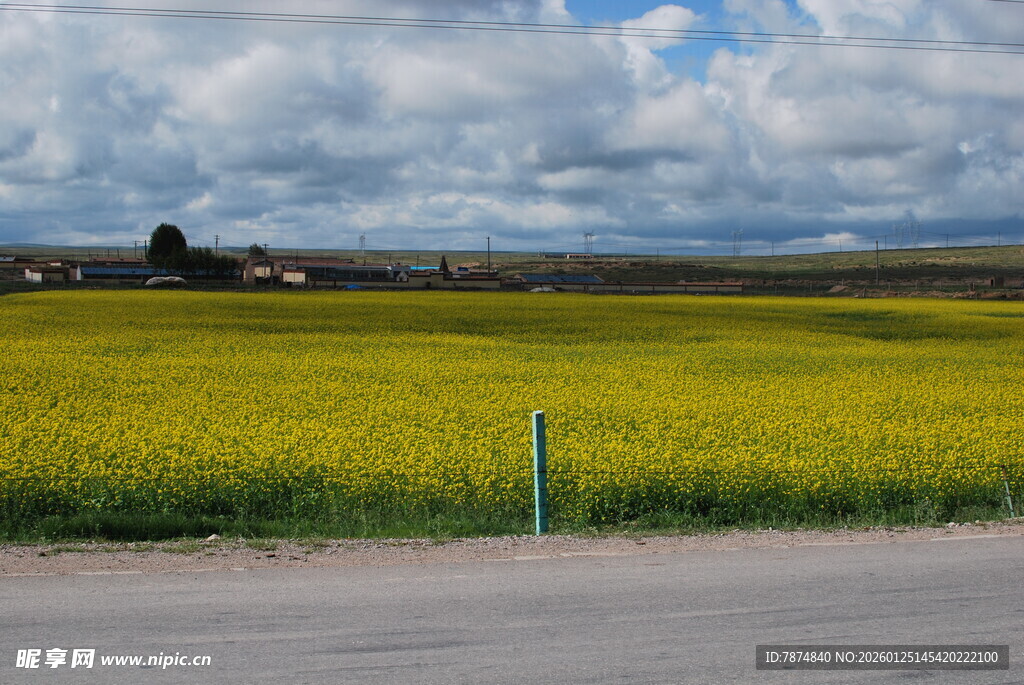 金黄油菜田边的开阔风景