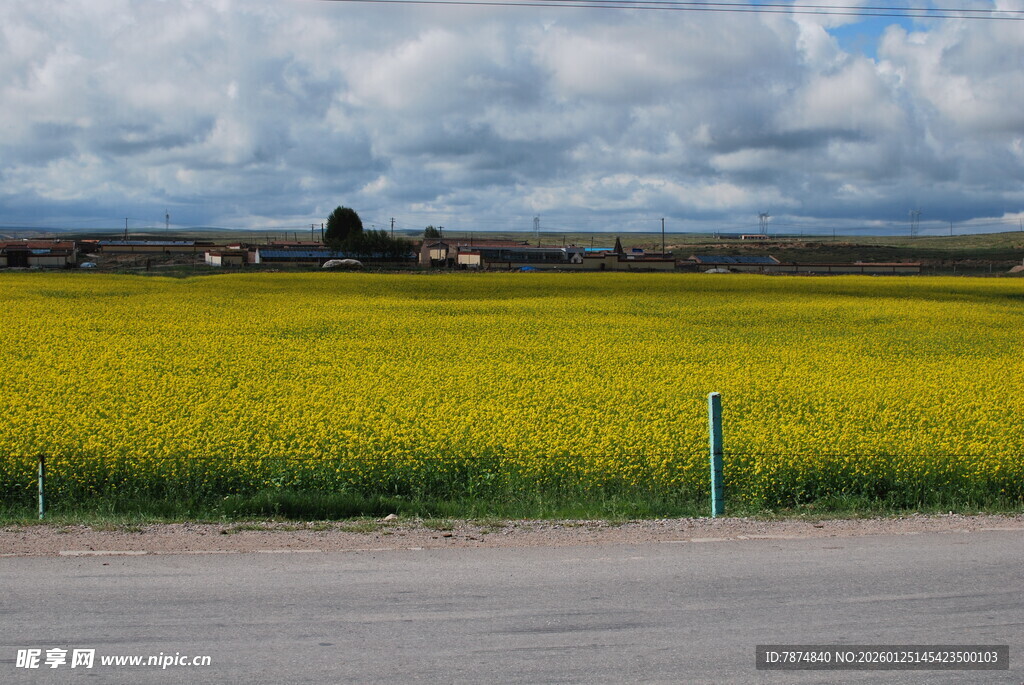 金黄油菜田旁的乡村景致