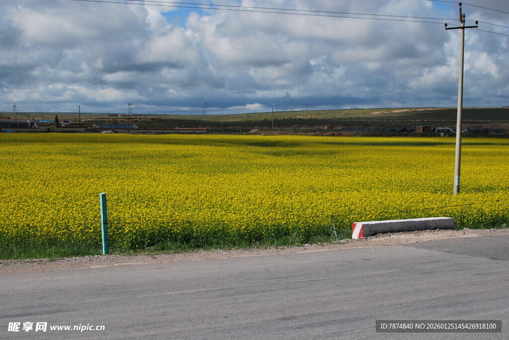 路边金黄油菜花田美景