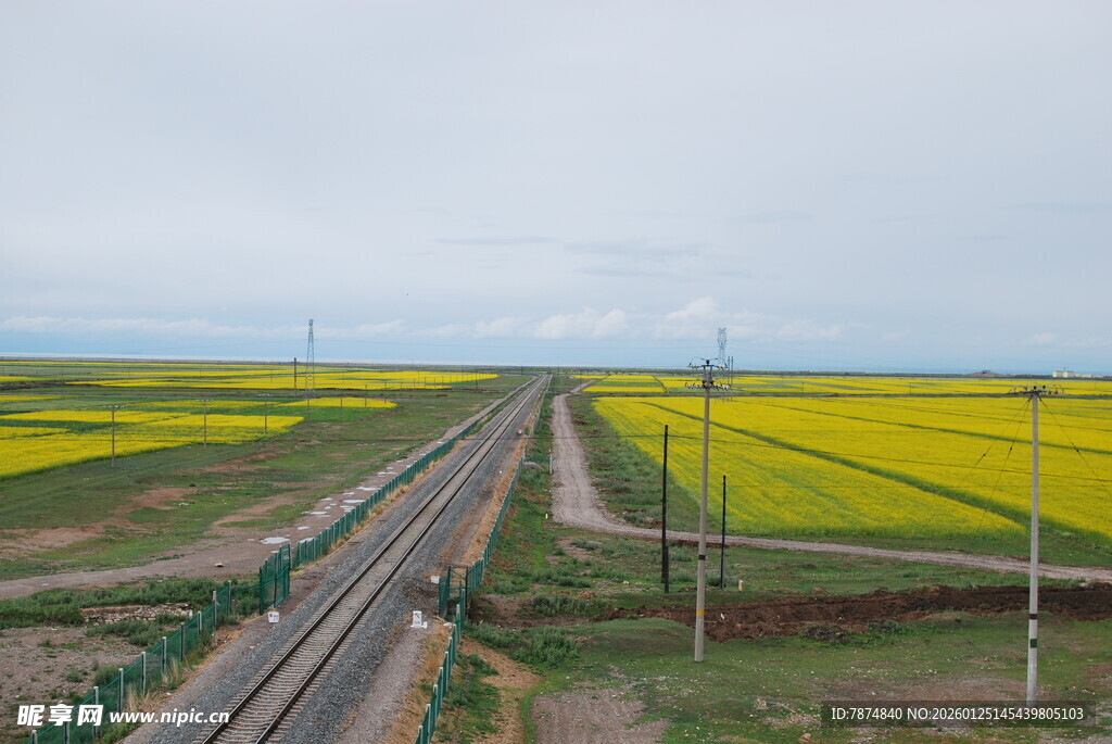铁路穿行金黄田野美景