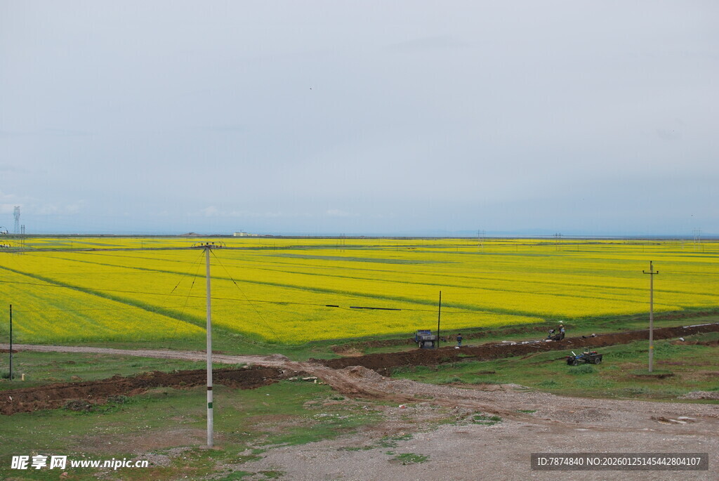 金黄油菜花田田园风光