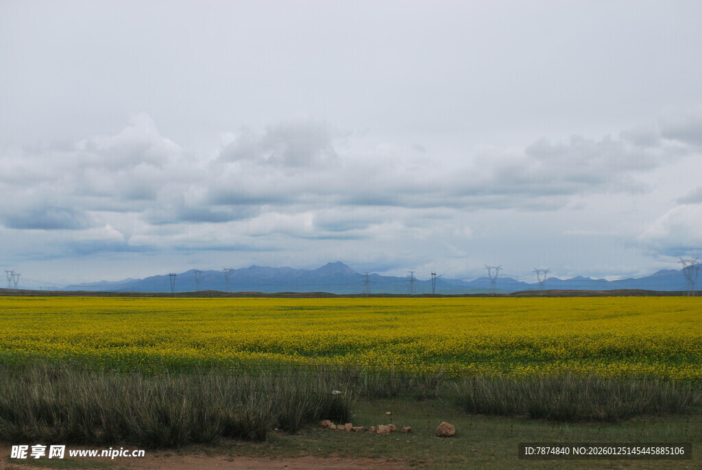 广袤油菜田与远方山峦