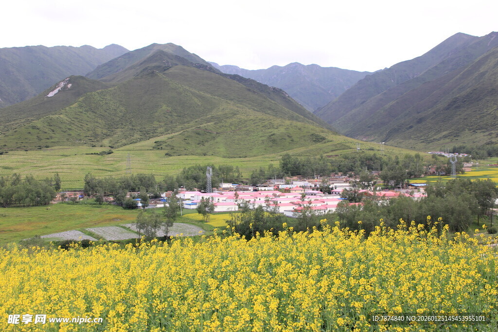 山间油菜花海中的村落